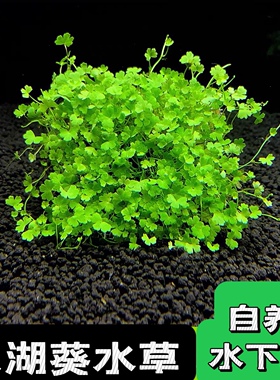 天湖荽鱼缸造景天胡葵迷你天湖葵前景草阴性真水草坪活体淡水