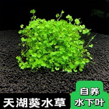 不需转水 水下叶 高成活 鱼缸水草前景水草造景水草 天湖葵天胡荽