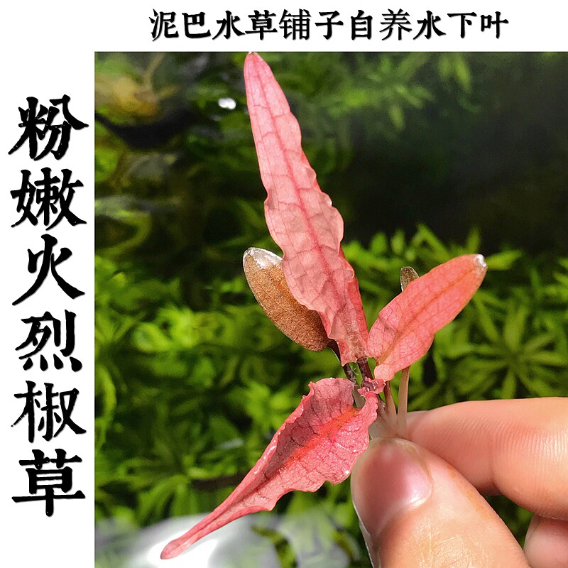 火烈鸟椒草品牌精品汇聚 价格大全移动版 最宠网