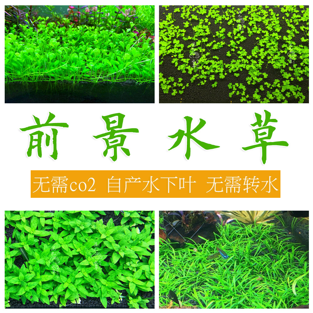 鱼缸前景草非种子莫斯活体水草趴地爬地矮珍珠挖耳牛毛迷你矮天湖 泥巴的水草铺子 淘优券