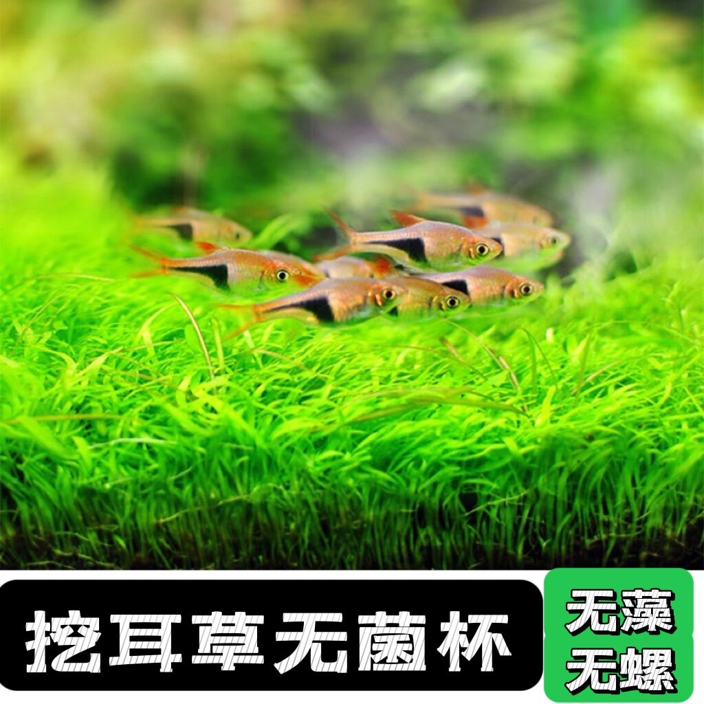 无菌杯水草 挖耳草 前景水草 鱼缸造景