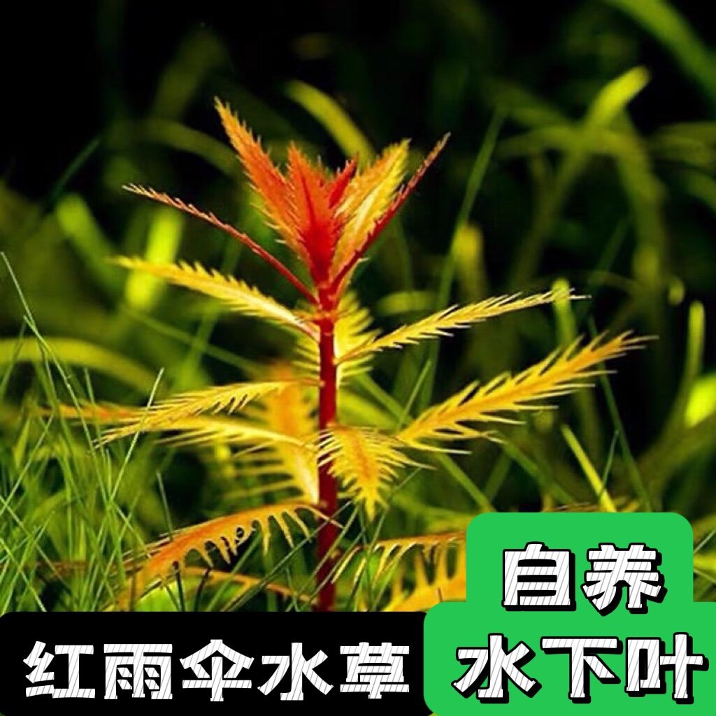 自养水下叶系列 红雨伞水草 羽毛叶 锯齿叶  满18包邮