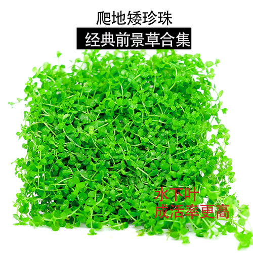 前景草鱼缸草坪爬地矮珍珠