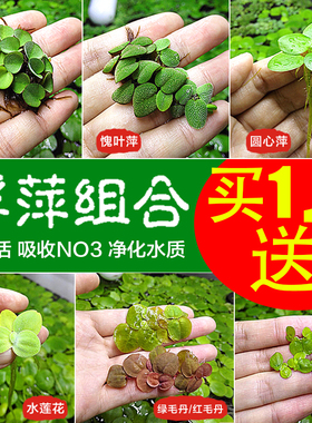 龟缸绿植龟缸造景浮萍水草古法养鱼原生缸净化水质水生植物