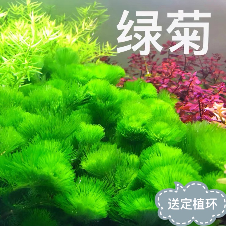 造景鱼缸水族箱真水草植物绿菊花