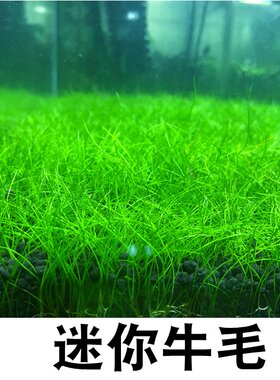 活体水草鱼缸造景日本迷你牛毛