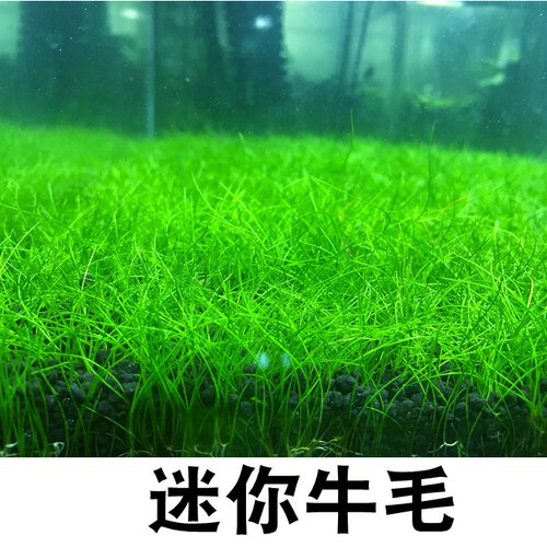 活体水草鱼缸造景日本迷你牛毛
