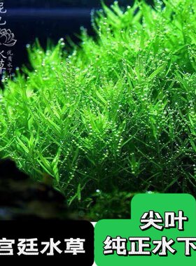 水下叶自养水草水下叶