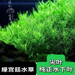 活体 鱼缸造景后景水草鱼缸造景水草 绿宫廷水草 自养水下叶系列