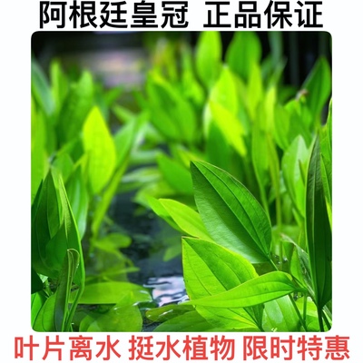 阿根廷皇冠水草植物后景ada