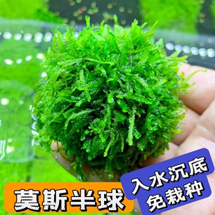 懒人水草 莫斯球  莫斯半球 垂泪莫斯 鱼缸造景 阴性草 懒人草