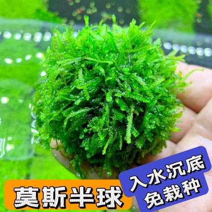 懒人水草 莫斯球  莫斯半球 垂泪莫斯 鱼缸造景 阴性草 懒人草