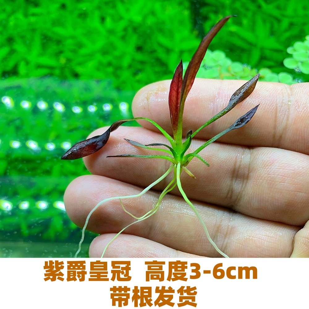自养水下叶系列 紫爵皇冠 皇冠类水草 紫色中景草