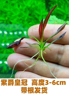 自养水下叶系列 紫爵皇冠 皇冠类水草 紫色中景草