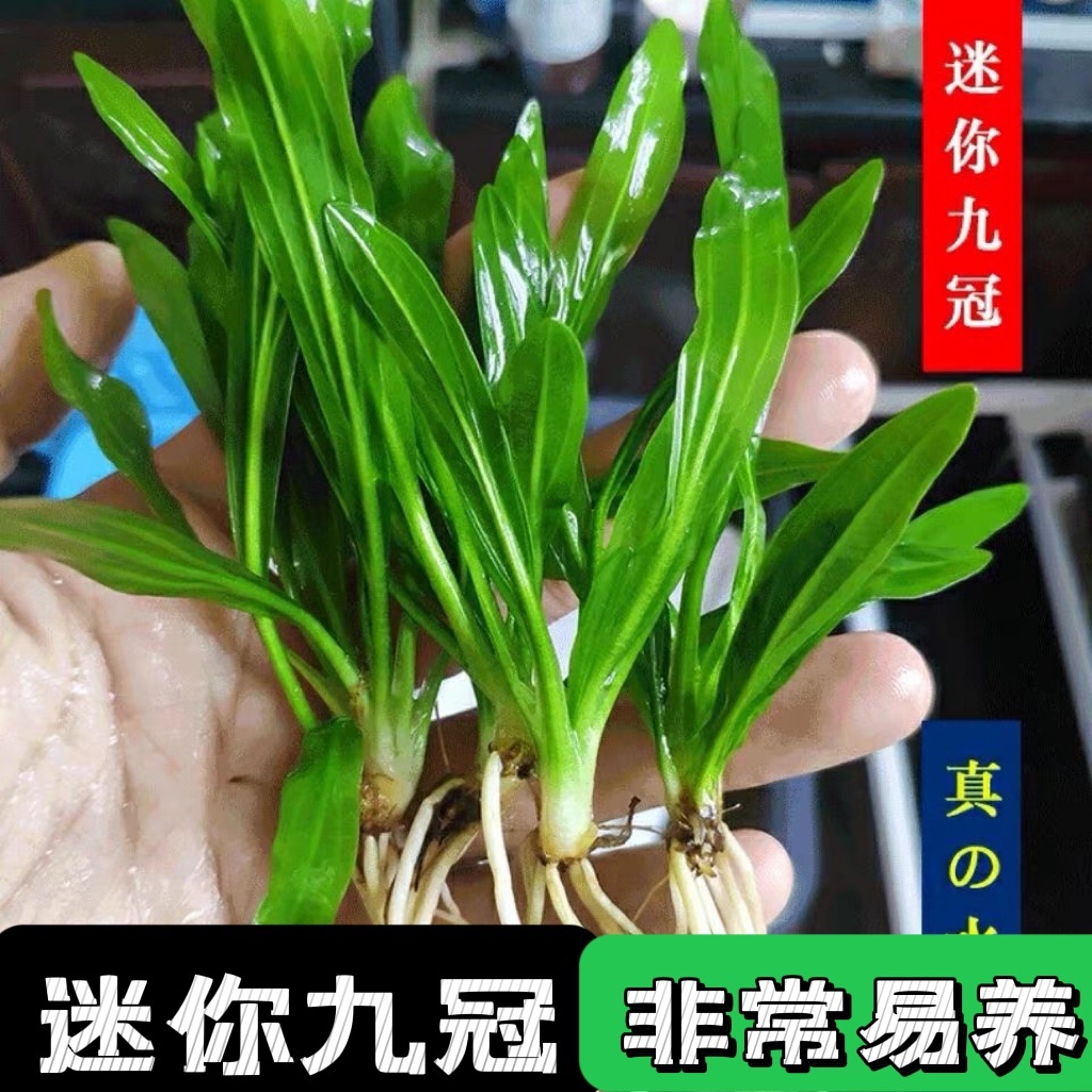 阴性草皇冠水草迷你九冠水草 鱼缸造景前景草中景草无需二氧化碳,宠物/宠物食品及用品,水草,淘宝优惠券,粉丝福利购,淘宝优惠卷