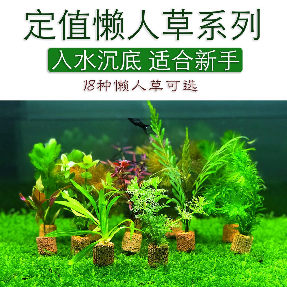 新手水草系列 懒人草定值水草 无需水草泥无需二氧化碳