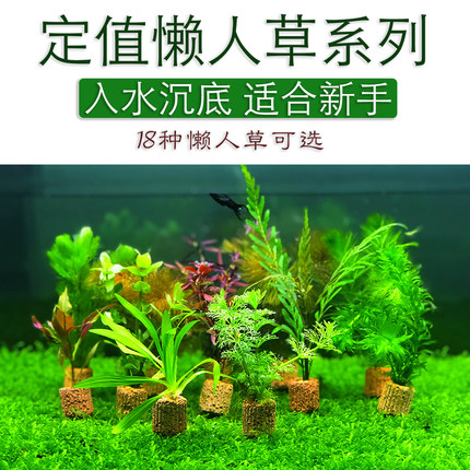新手水草系列 懒人草定值水草 无需水草泥无需二氧化碳