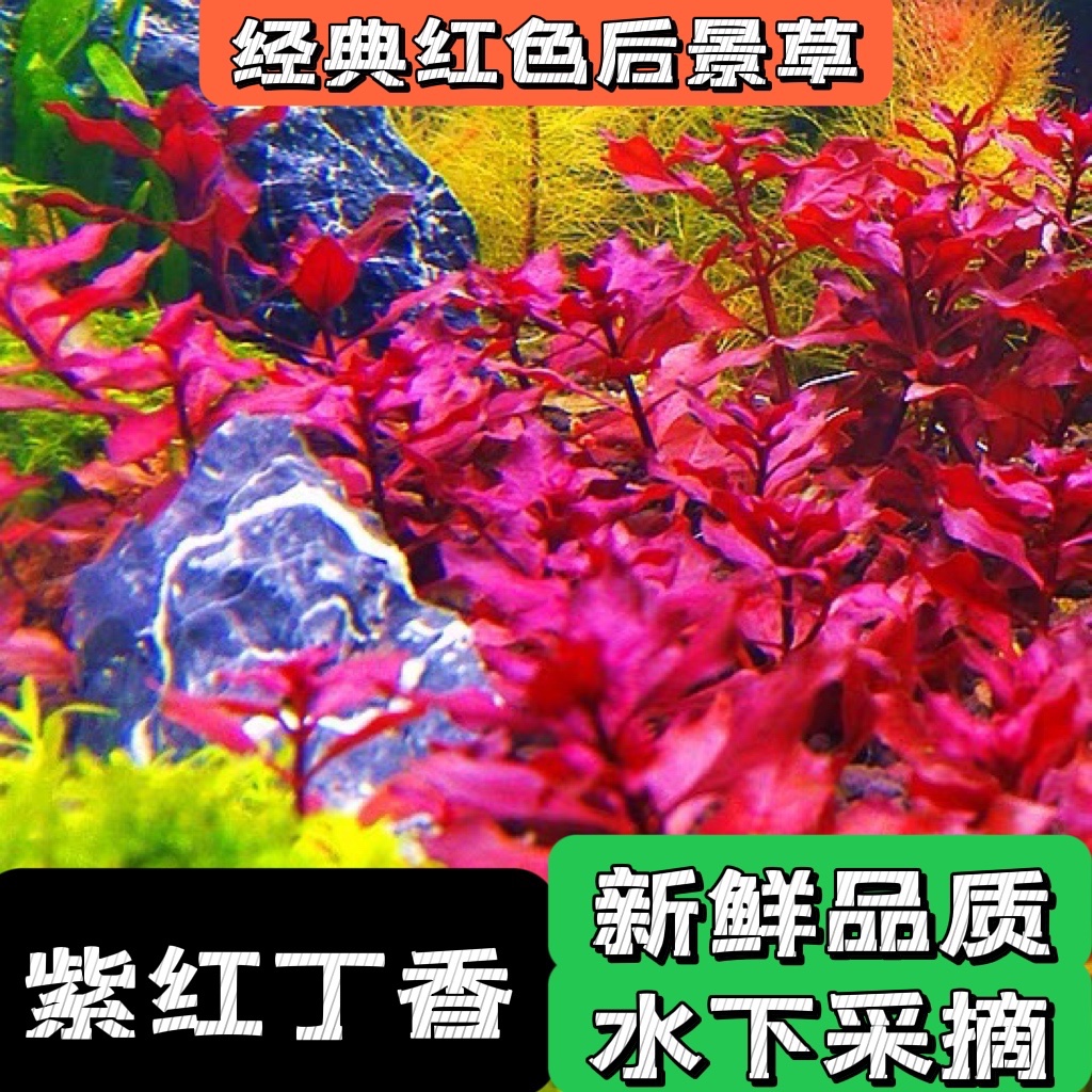 鱼缸造景水下叶紫红丁香