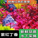 鱼缸草缸造景红后景水下叶紫红丁香豹纹丁香卵叶丁香红唇丁香水草