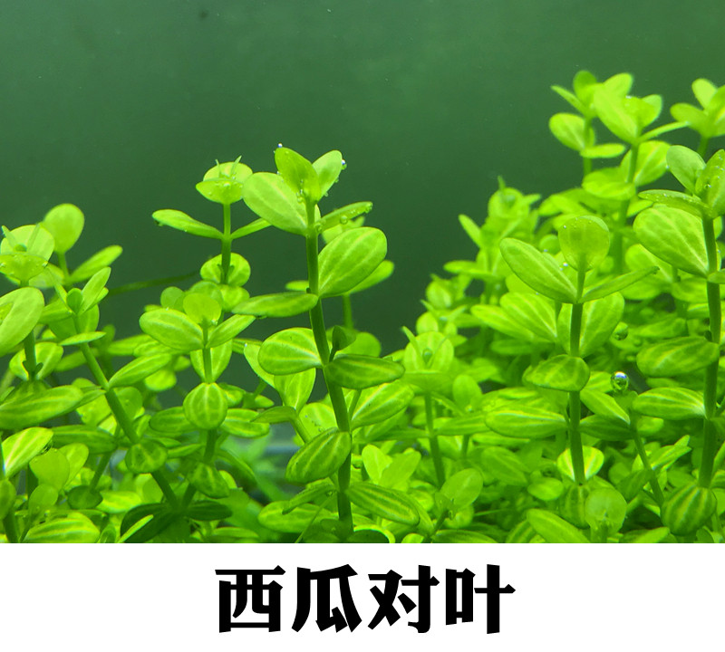 鱼缸造景中后景圆叶水草南美小圆叶紫红圆叶西瓜对叶自养水下叶