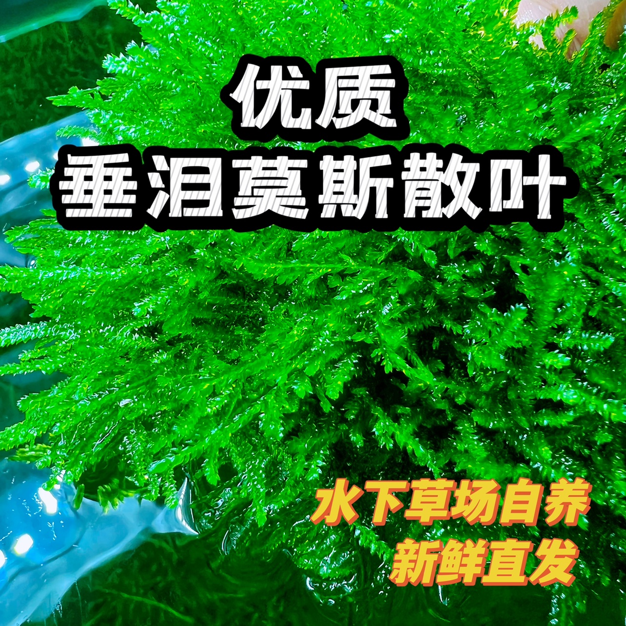 散莫斯垂泪莫斯树水草植物懒人真草前...