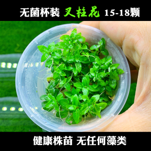 魚缸造景造景水草前景草 南美叉柱花 無菌 無需轉水生長更 叉柱花