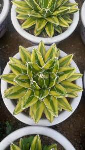 辉山龙舌兰 多肉植物 庭院绿植盆栽花卉沙生植物美观