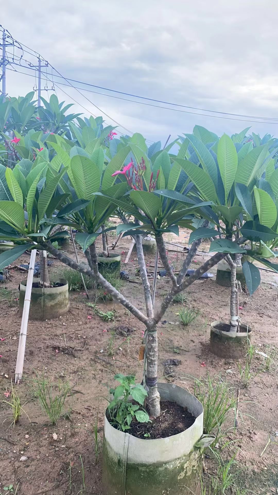 鸡蛋花树苗盆栽当年开花花园庭院地栽阳台盆栽植物 浓香花卉好养