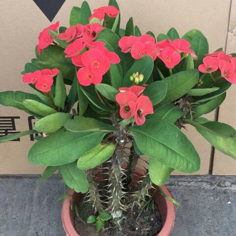 超大虎刺梅大老桩易开花植物办公室防辐射含盆带土栽好包邮