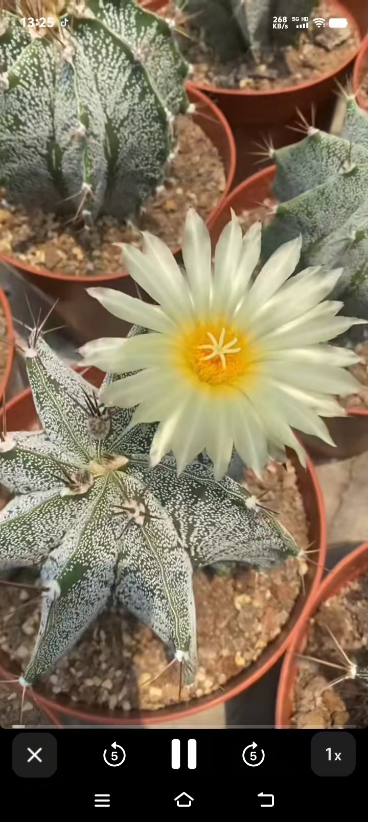 实生般诺仙人球办公室内防辐射绿植含盆带土栽好包邮