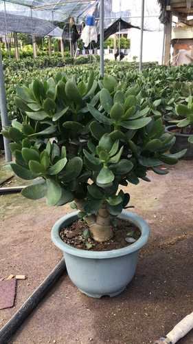 超大玉树老桩多肉植物室内室外