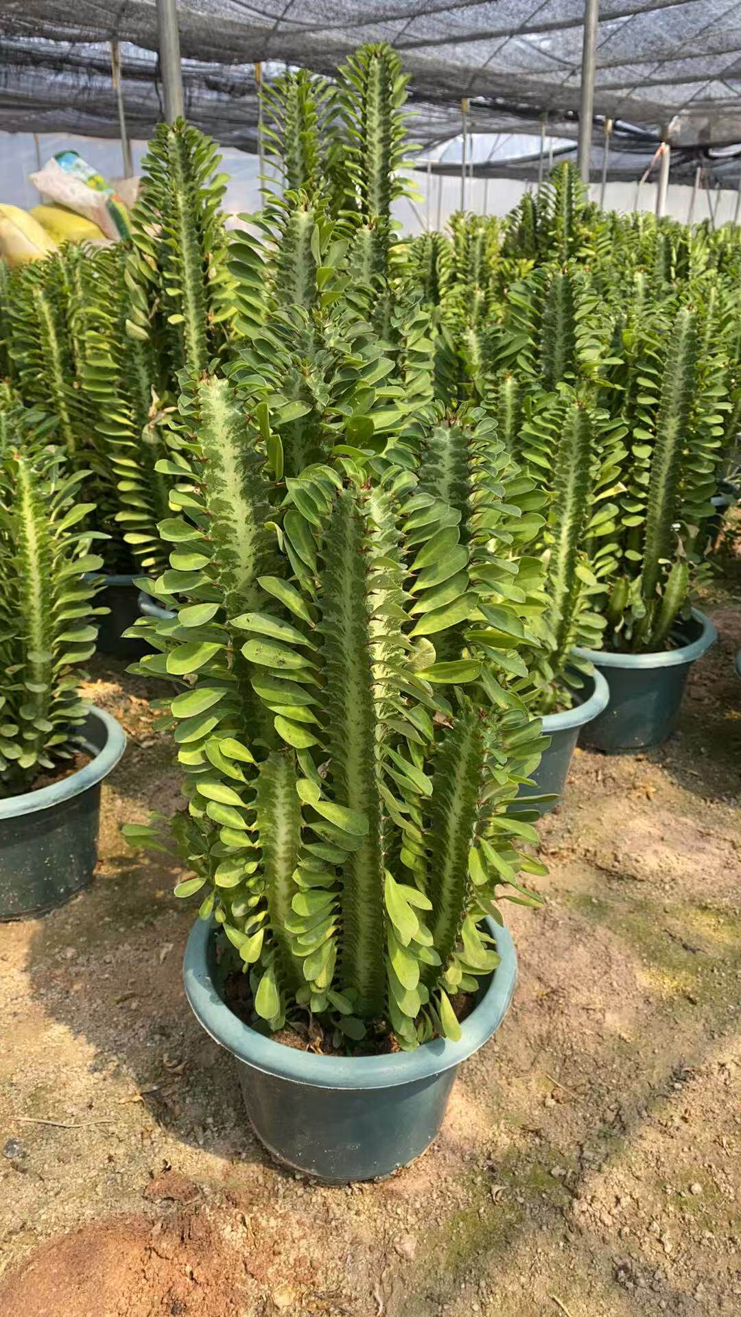 超大巴西龙骨仙人掌好吸甲醛阳台
