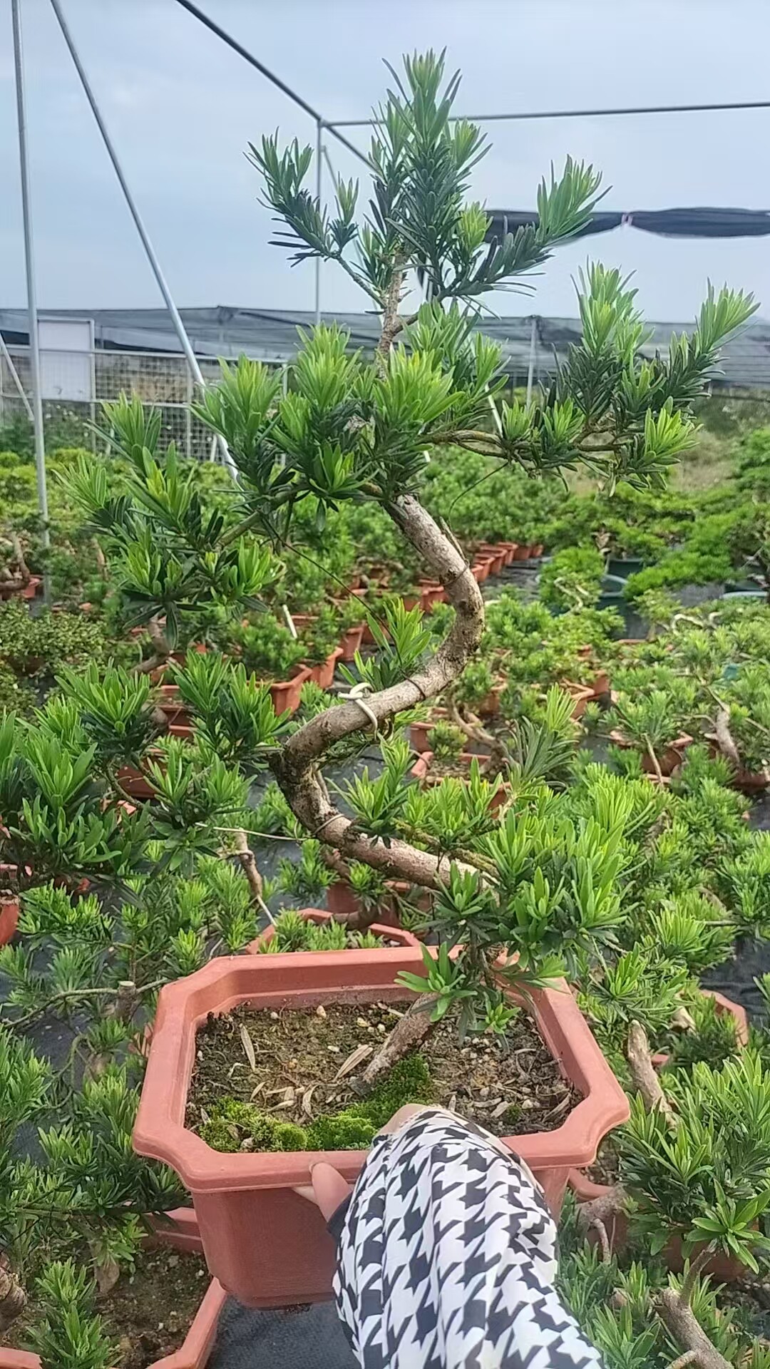 罗汉松盆景老桩松树迎客松造型花卉盆栽真柏黄杨五针松室内外好养