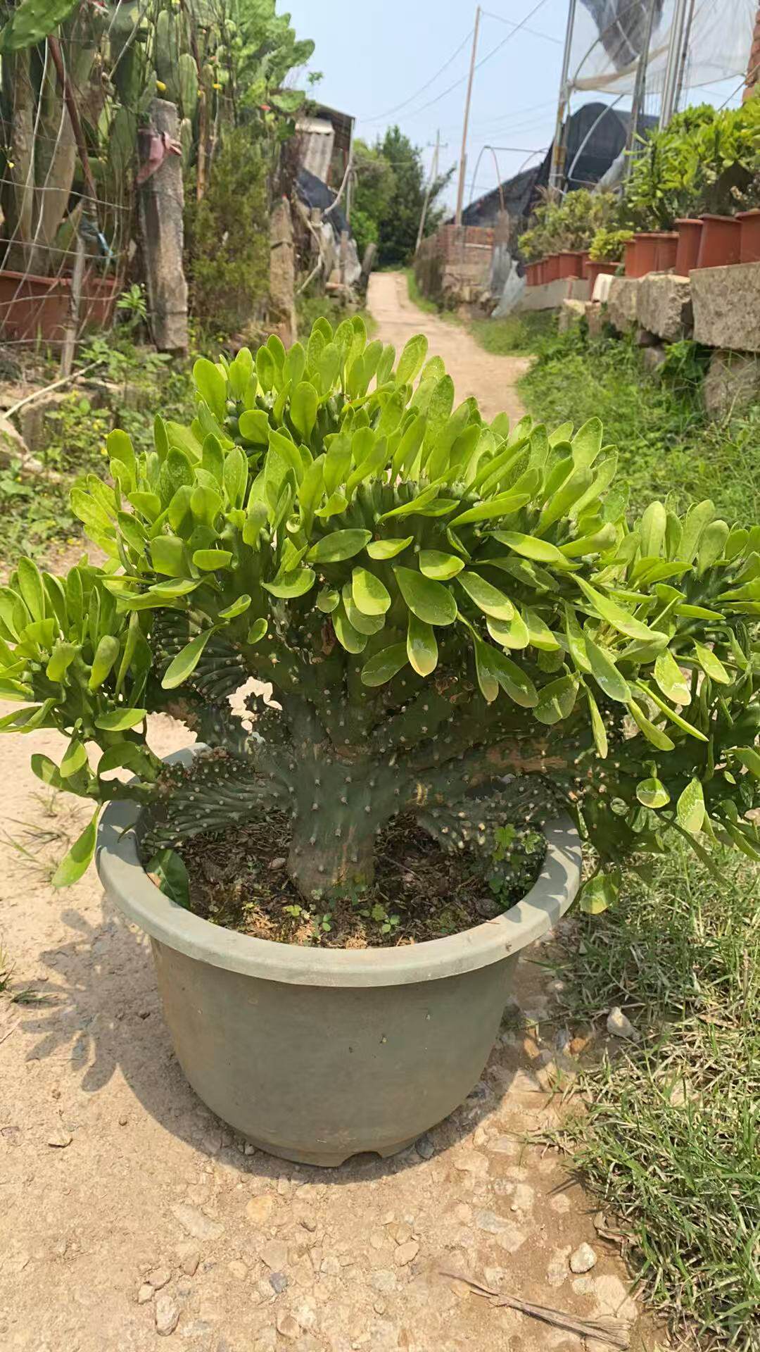 多肉植物玉麒麟盆栽花卉仙人掌麒麟掌带叶子盆栽室内多肉净化空气
