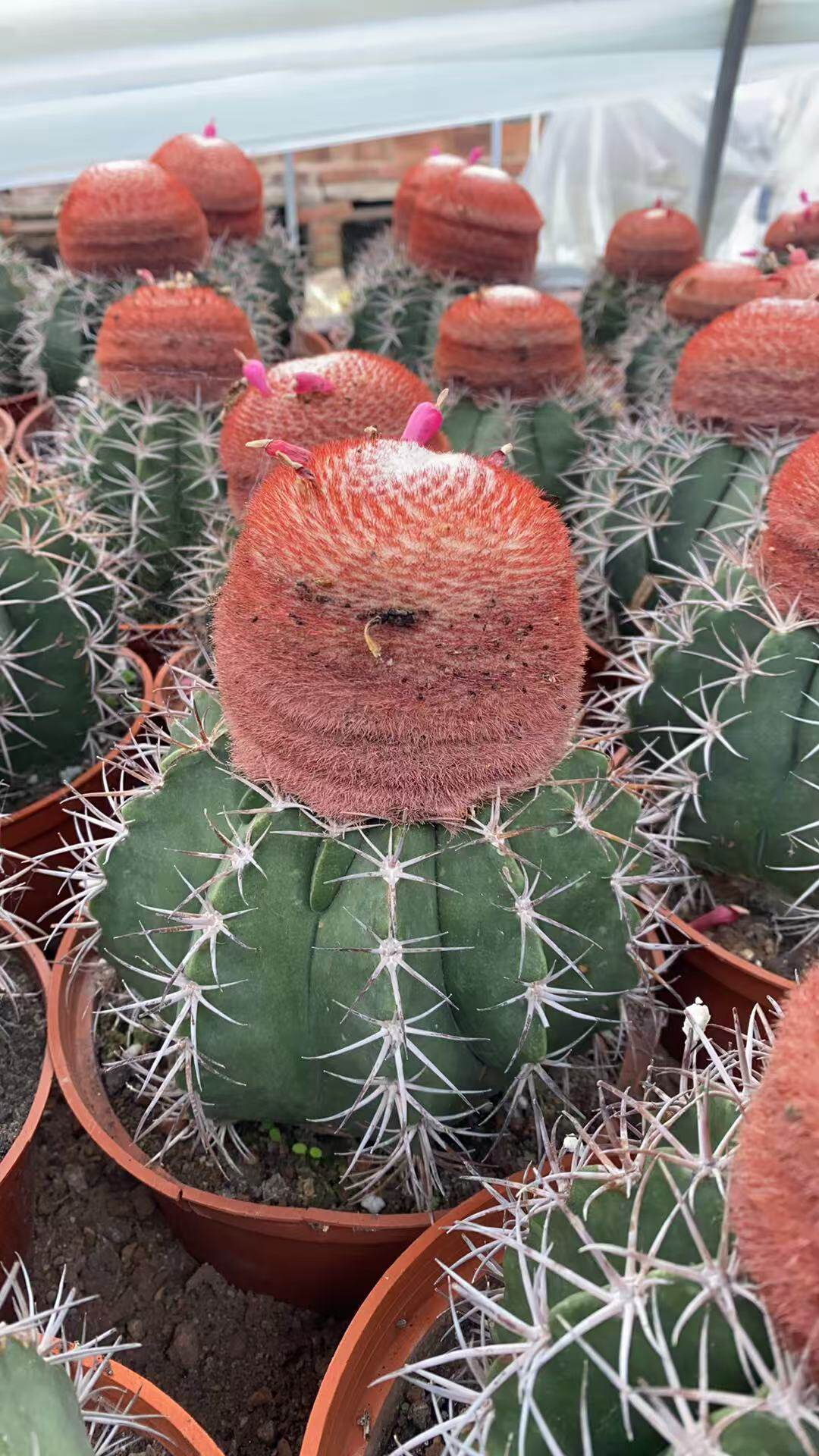 超大层云精品仙人球带云办公室内阳台美观含盆带土栽好包邮