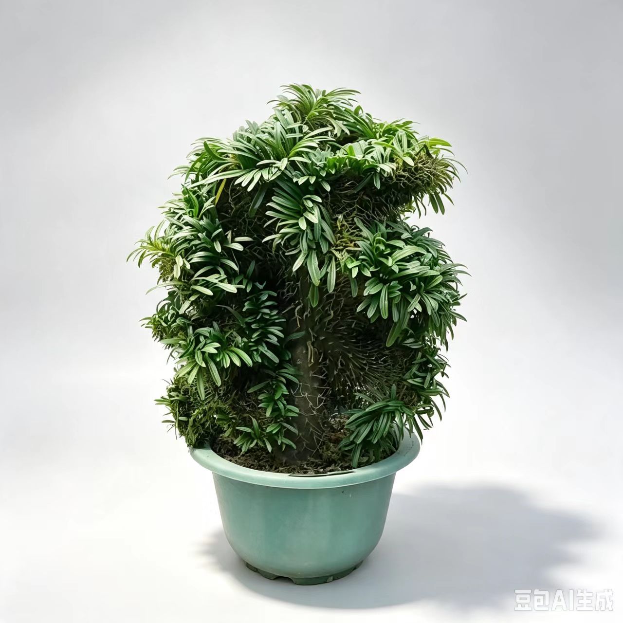 超大霸王树缀化绿植易养非洲沙漠植物耐旱含盆带土栽好包邮