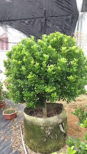 树形独杆米兰盆栽花四季开花不断室内香花植物净化空气老桩