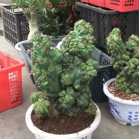 新款稀有紫云太湖仙人掌山影盆栽含盆带土栽好包邮