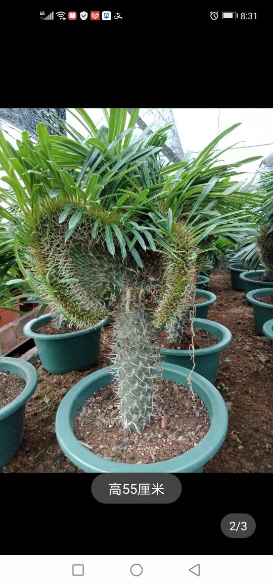 超大霸王树缀化绿植易养非洲沙漠植物耐旱含盆带土栽好包邮