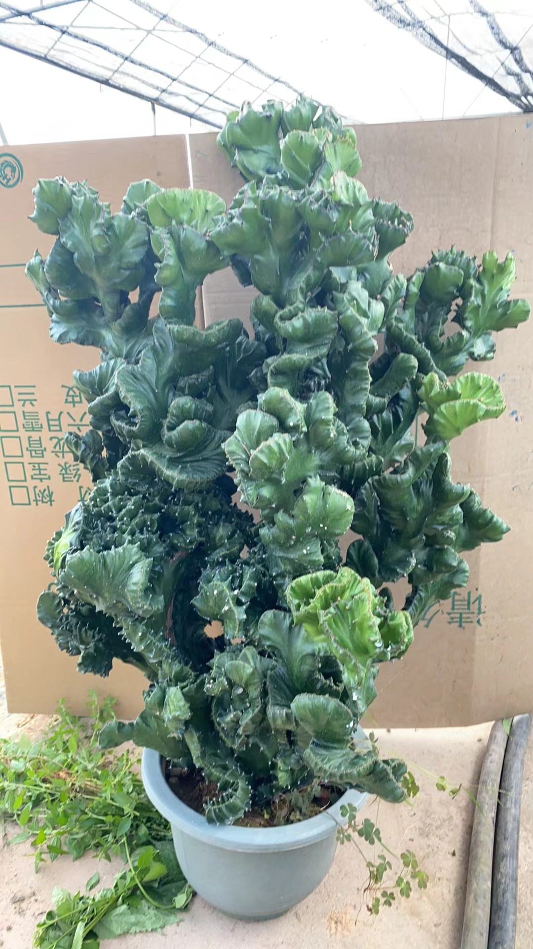 仙人掌多肉新款麒麟沙漠甲醛室内外净化美观绿植盆栽