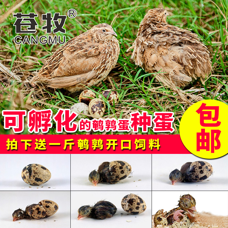 鹌鹑蛋30枚朝鮮黑專業産蛋受精蛋可孵化種蛋産蛋量高批發蒼牧包郵在類目 水產肉類/新鮮蔬果/熟食, 蛋/蛋製品, 鮮活蛋類, 其它中 - 來自Buy2taobao.com提供專業的淘寶代購服務