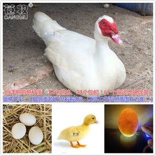 小黄鸭白羽番鸭种蛋12枚大种纯白红脸美洲雁受精蛋可孵化农场直发
