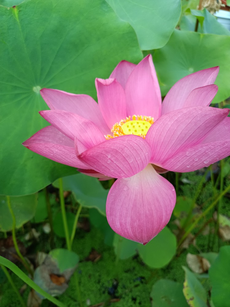 碗莲微湖之光中型品种丰花红至淡红色挺花容易结子生长旺盛易盆栽