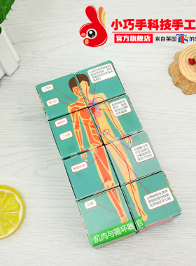 diy人体器官盒子科技小制作推荐