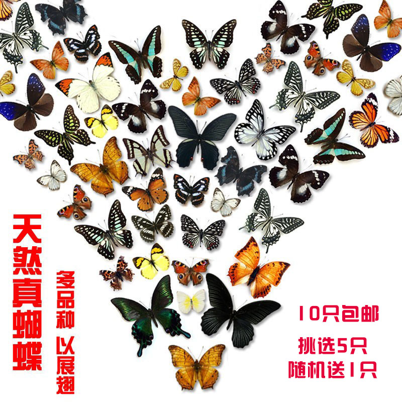 天然真蝴蝶昆虫标本已展翅透明袋装全触角生物教学DIY材料多品种