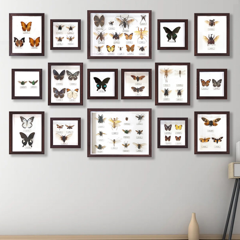 立体真标本相框蝴蝶昆虫展示墙画
