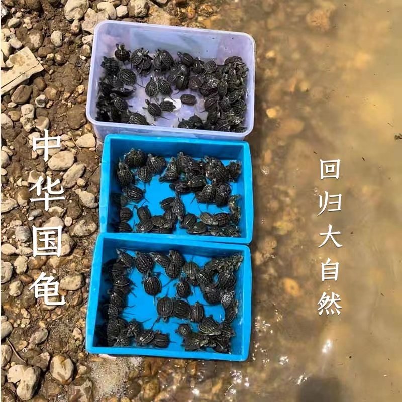 中华乌龟放本土生的水乌龟长寿平安龟中国招财龟金线龟回归大自然