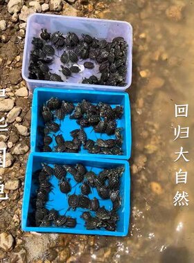 中国长寿招财乌龟放本土生的乌龟