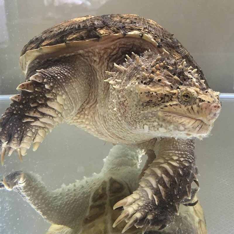 原种野佛鳄龟苗性情凶猛野性十足图片