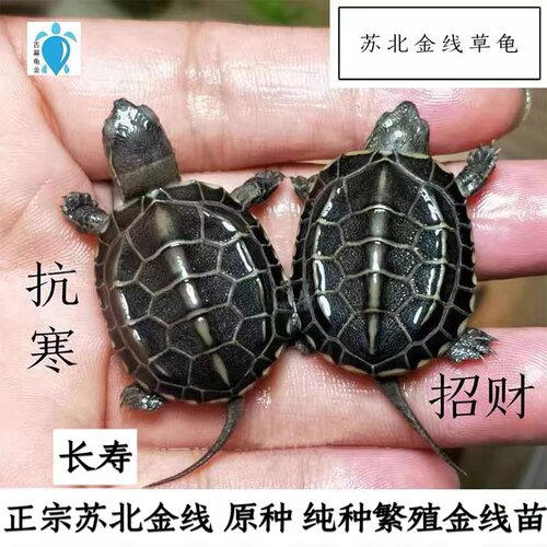 养殖场直发纯种苏北金线草冷水龟